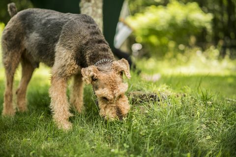 Der Airedaile Terrier-Hund frisst das Gras am Hinterhof