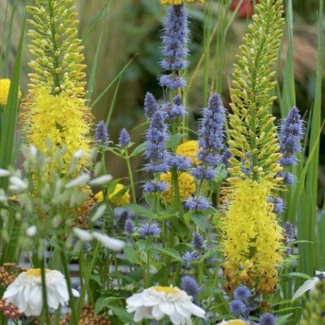 Bringen Sie Farbe in den Garten