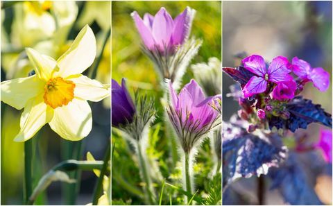 Frühling blüht