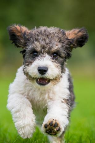 Ein Cavachon-Welpe, der zur Kamera läuft