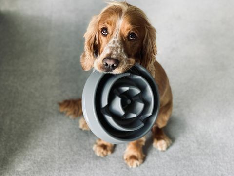 Spaniel hält eine Schüssel