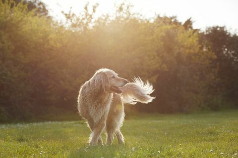 Golden Retriever im Park bei Sonnenuntergang