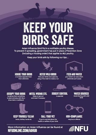 Wie man Geflügel in diesem Jahr vor der Vogelgrippe schützt