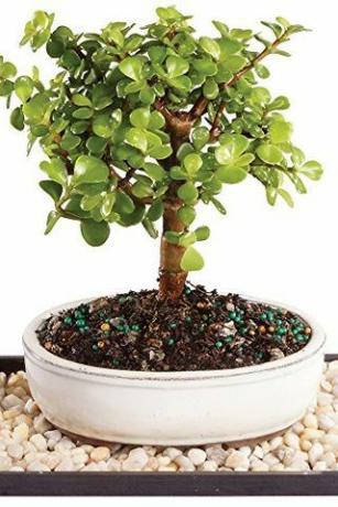 Bonsai Jade Pflanze