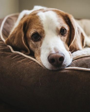 Nahaufnahme eines Porträts eines liegenden Hundes