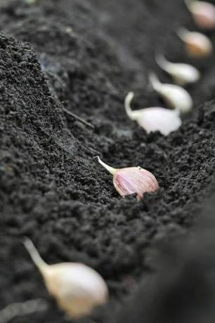 Nahaufnahme von Knoblauch im Pflanzprozess im Gemüsegarten