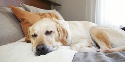 Labrador schlief