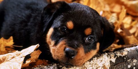 Rottweiler Welpe