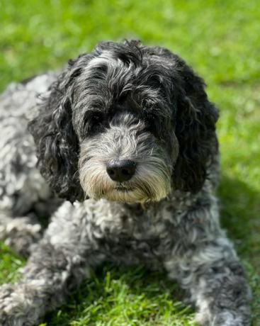 Cockapoo-Hund, der auf Gras sitzt