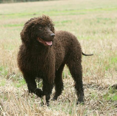 Irischer Wasserspaniel