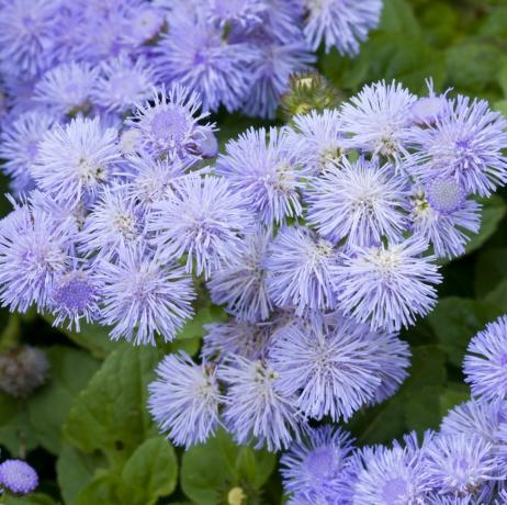 Nahaufnahme eines Bettes aus blauen Ageratum-Blüten