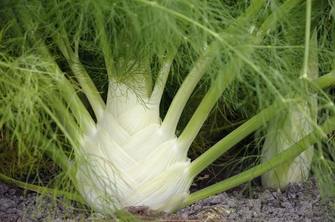 Fenchel