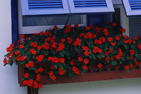 rote Impatiens im Blumenkasten mit hellblauen Fensterläden