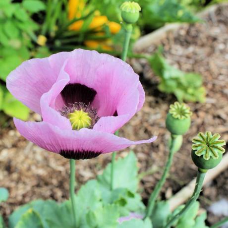 Was tun im September im Garten?