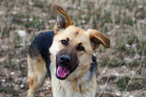 Hund in die Kamera schaut