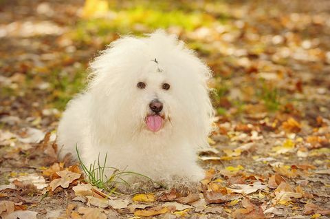 Hund Bichon von Bolognese entspannen sich im Park