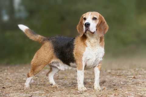 Beagle