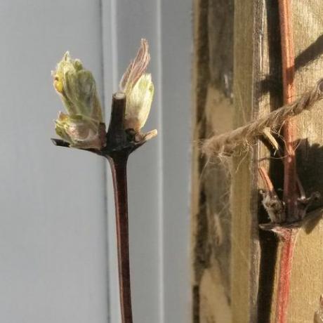 was tun im garten im februar clematis