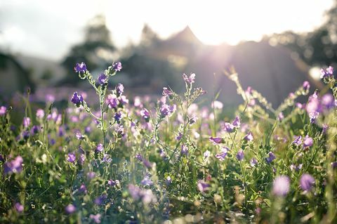 Feld der lila Blumen mit Zelten im Hintergrund