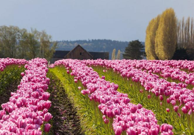 Tulpenfeste im Frühling