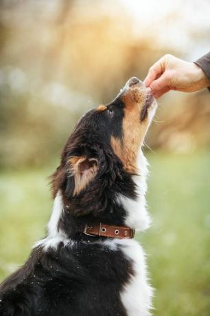 Der Hund erhält eine Belohnung vom Besitzer