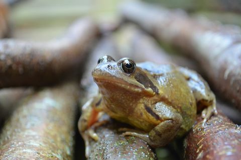 Britischer Gartenfrosch auf Haselzweigen.