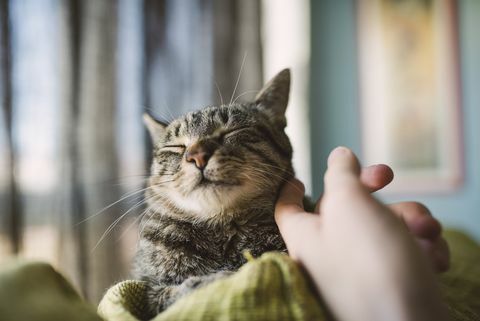 Hand des Mannes Tabbykatze streichelnd