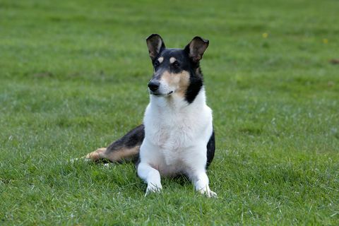 Glatter Collie-Hund