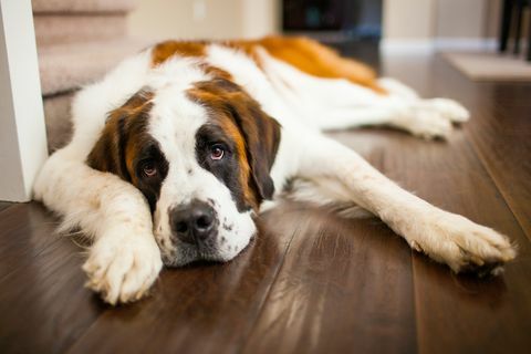 Ein müder Bernhardiner-Hund entspannt sich auf einem Hartholzboden im Innenbereich