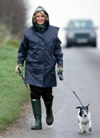 kings lynn, großbritannien 05. dezember Veröffentlichungssperre in britischen zeitungen bis 24 stunden nach erstellungsdatum und -zeit camilla, duchess of Cornwall gesehen, wie sie am 5. Dezember 2008 in Kings Lynn, England, mit ihrem Jack-Russell-Terrier-Hund in der Nähe von Sandringham House spazieren ging Foto von max mumbyindigogetty Bilder