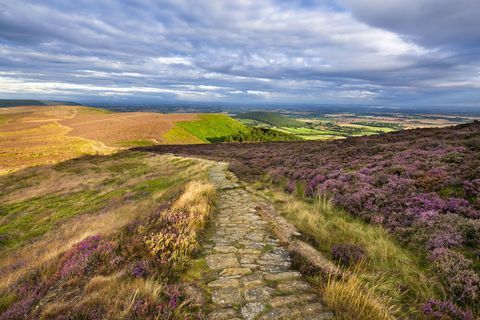 Moorlandschaft