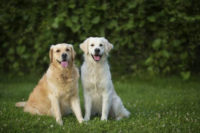 Zwei Golden Retriever sitzen sehr zufrieden