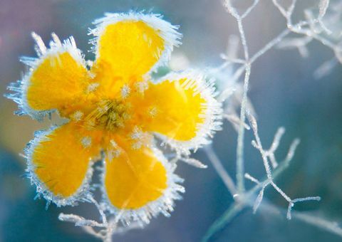 Frost Blume Winter