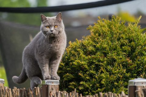 hübsche britische Kurzhaarkatze, die auf einem Pfosten des Gartenzauns steht