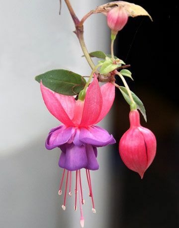 rosa und lila Fuchsien