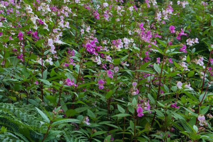 Himalaya-Balsam