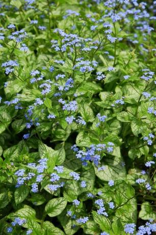 Sibirischer Bugloss Brunnera Macrophylla Jack Frost