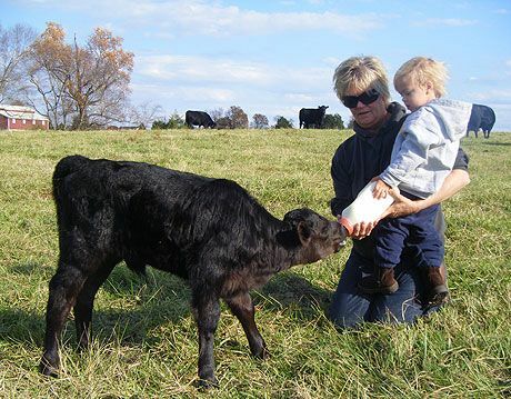 Kind Kalb füttern