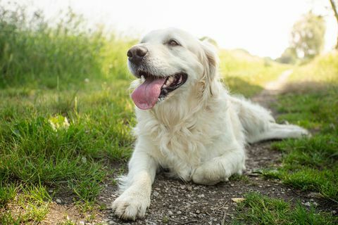 Golden Retriever-Welpe