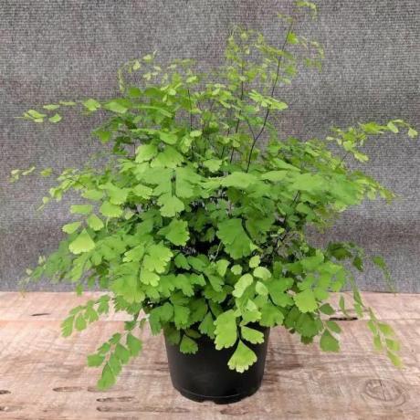 Delta-Frauenhaarfarn (Adiantum raddianum)