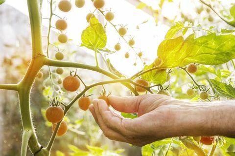 Garten Tomatenpflanze