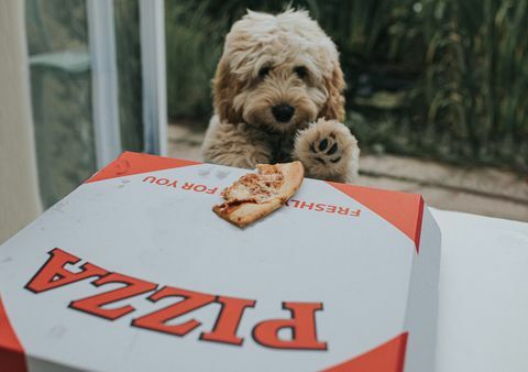 Ein hoffnungsvoller sandfarbener Cockapoo-Welpe hat ein übrig gebliebenes Stück Pizza auf einer Pizzaschachtel zum Mitnehmen entdeckt. Er sieht seine Chance und ergreift die Gelegenheit, um die Pizza zu schnappen und zu rennen