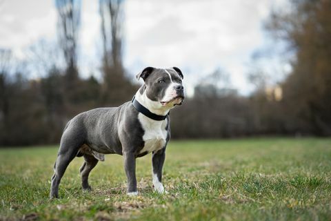 Portrait von Staffordshire Bullterrier stehend auf dem Feld, Tschechische Republik