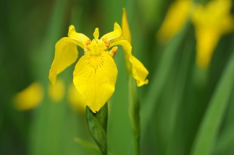 Gelbe Iris (Iris pseudacorus)