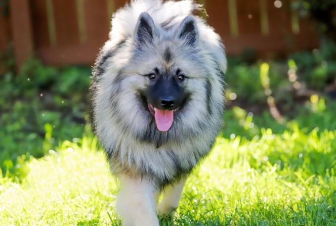 Keeshond