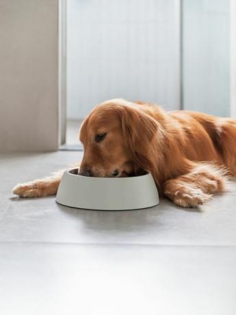 Golden Retriever liegt auf dem Boden und frisst