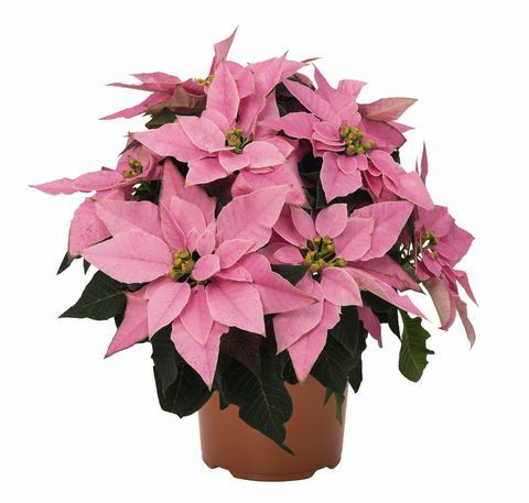 Die Wyevale Garden Centers führen das exklusive Poinsettia - Millennial Pink ein