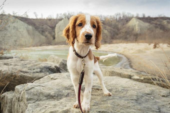 Welsh-Springer-Spaniel