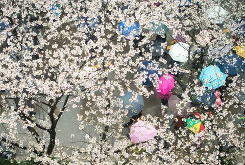 Kirschblüten an der Wuhan-Universität in Chinas zentraler Provinz Hubei.