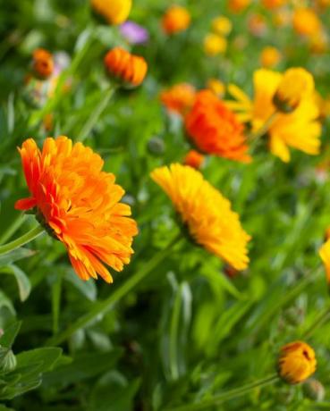 bunte englische blumen